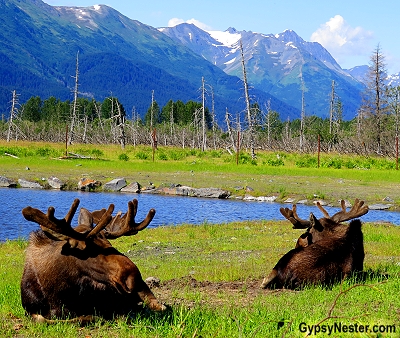 Two bull moose lounge by a pond at the Alaska Wildlife Conservation Center