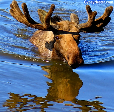 A bull moose swims at the Alaska Wildlife Conservation Center. Wait. Moose can swim?