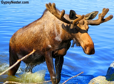 A bull moose swims at the Alaska Wildlife Conservation Center. Wait. Moose can swim?