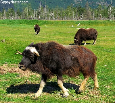 Musk ox at the Alaska Wildlife Conservation Center