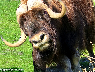 Musk ox at the Alaska Wildlife Conservation Center