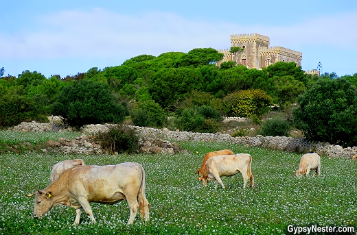 Cows and a castle on a hill - loving Sicily!