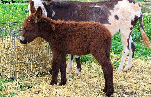 The cutest little Sicilian baby donkey - ever!