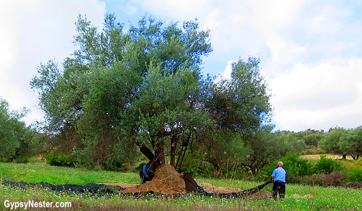 Farmers harvest olives in Sicily, Italy
