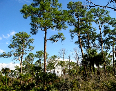 Hunting for Skunk Ape in the Florida Everglades