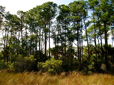 Hunting for Skunk Ape in the Everglades