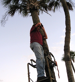 David scouting for Skunk Apes