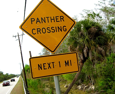 Panther Crossing