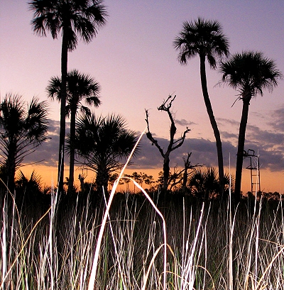 Sunset in the Everglades