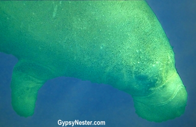 Swimming with manatees in Florida!