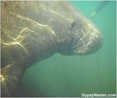 Swimming with manatees in Florida!