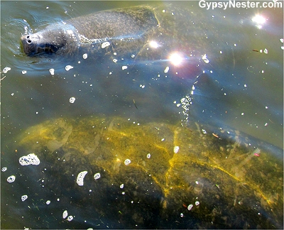 Swimming with manatees in Florida!