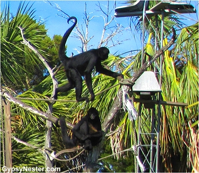 Monkey island of The Homosassa Riverside Resort, Florida