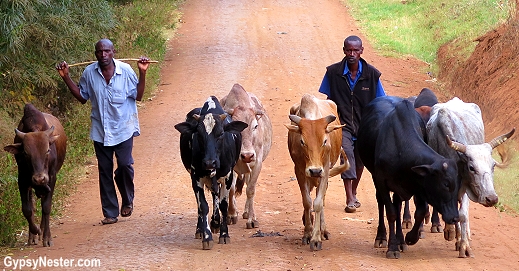 Cattle on the road in the village of Rau, outside of Moshi in Tanzania, with Discover Corps