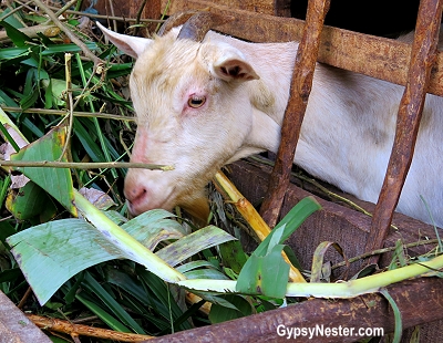 A goat eats banana leaves in Tanzania, Africa