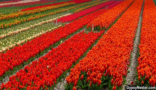 The beautiful flower fields of Holland, The Netherlands