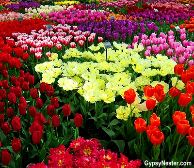 The tulips of Holland at Keukenhof Gardens in Lisse, Holland, The Netherlands