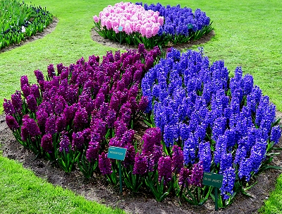  Flowers in Keukenhof Gardens in Lisse, Holland, The Netherlands