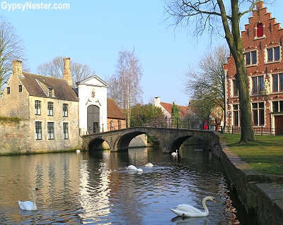 Swans fill the canals in Bruges, Belgium