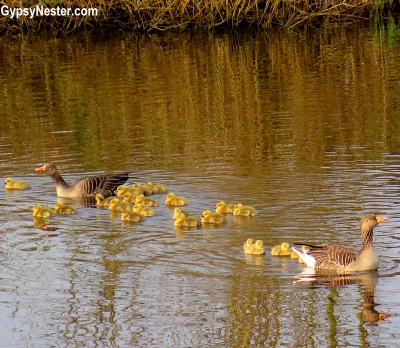Newly hatched goslings in the canals of Kinderdijk, Holland, The Netherlands