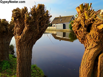 Willow trees are planted along the dikes in Kinderdijk, Holland, The Netherlands