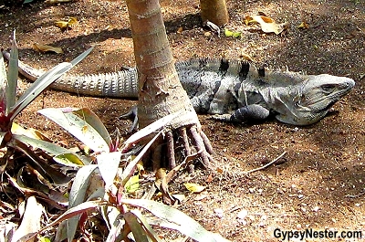 Iguana at Tulum Mexico