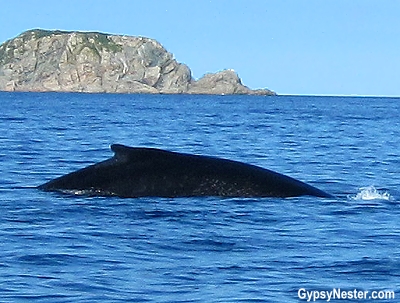 The best place to go whale watching in Newfoundland