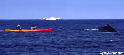 Kayaking with whales in Iceberg Alley in Twillingate, Newfoundland