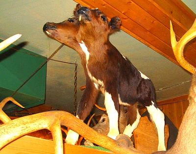 Two headed calf at The Antlers in Michigan