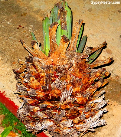 Tequila is made from the agave plant