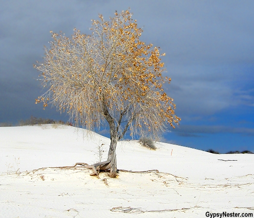 Lone tree at White Sands National Monument in New Mexico