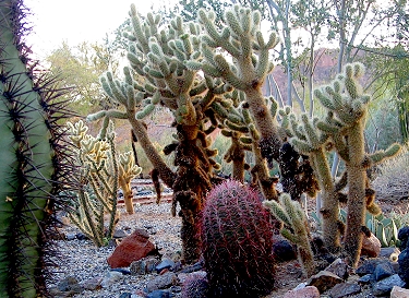 Desert Cacti Assortment