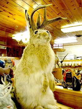 Jackaloupe, a horned bunny?