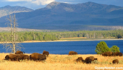 Buffalo at beautiful Yellowstone National Park