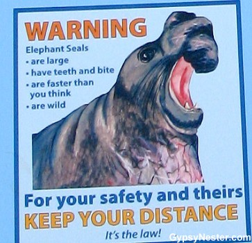 Elephant Seals Are Faster Than You Think