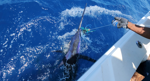 Big game fishing at Black River Mauritius, Excursion