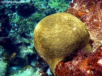 The GypsyNesters | Look out below! Holding Our Breath Beneath the BVI